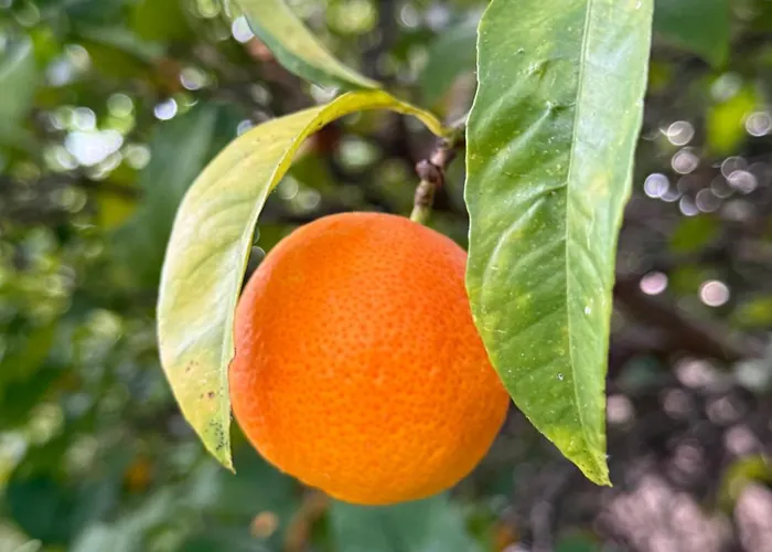 Nyaraló Mazet Tres Calme, Dans La Colline, 15 Mins A Pied *