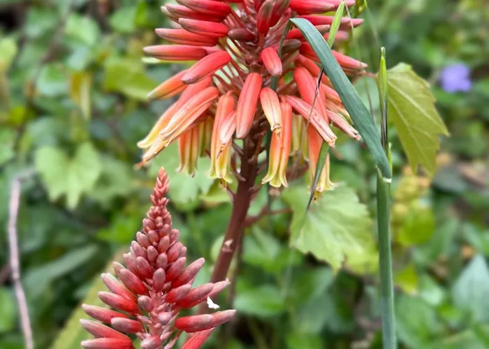 Mazet Tres Calme, Dans La Colline, 15 Mins A Pied Semesterbostad